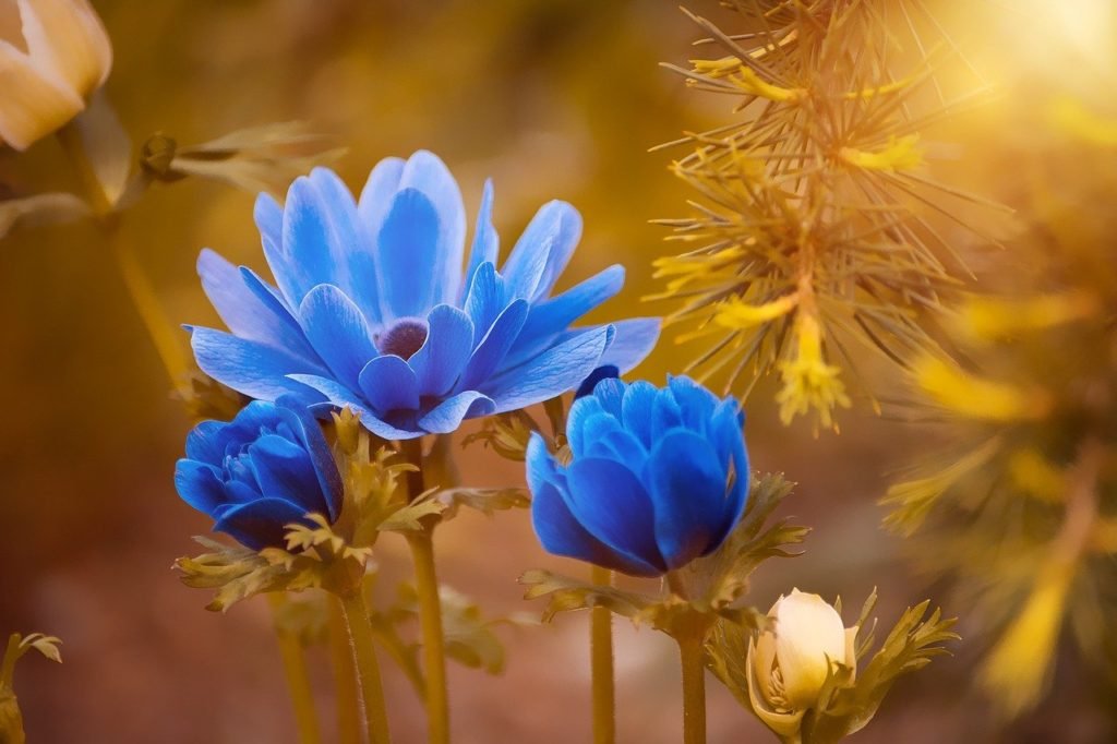 anemone, blue, flower